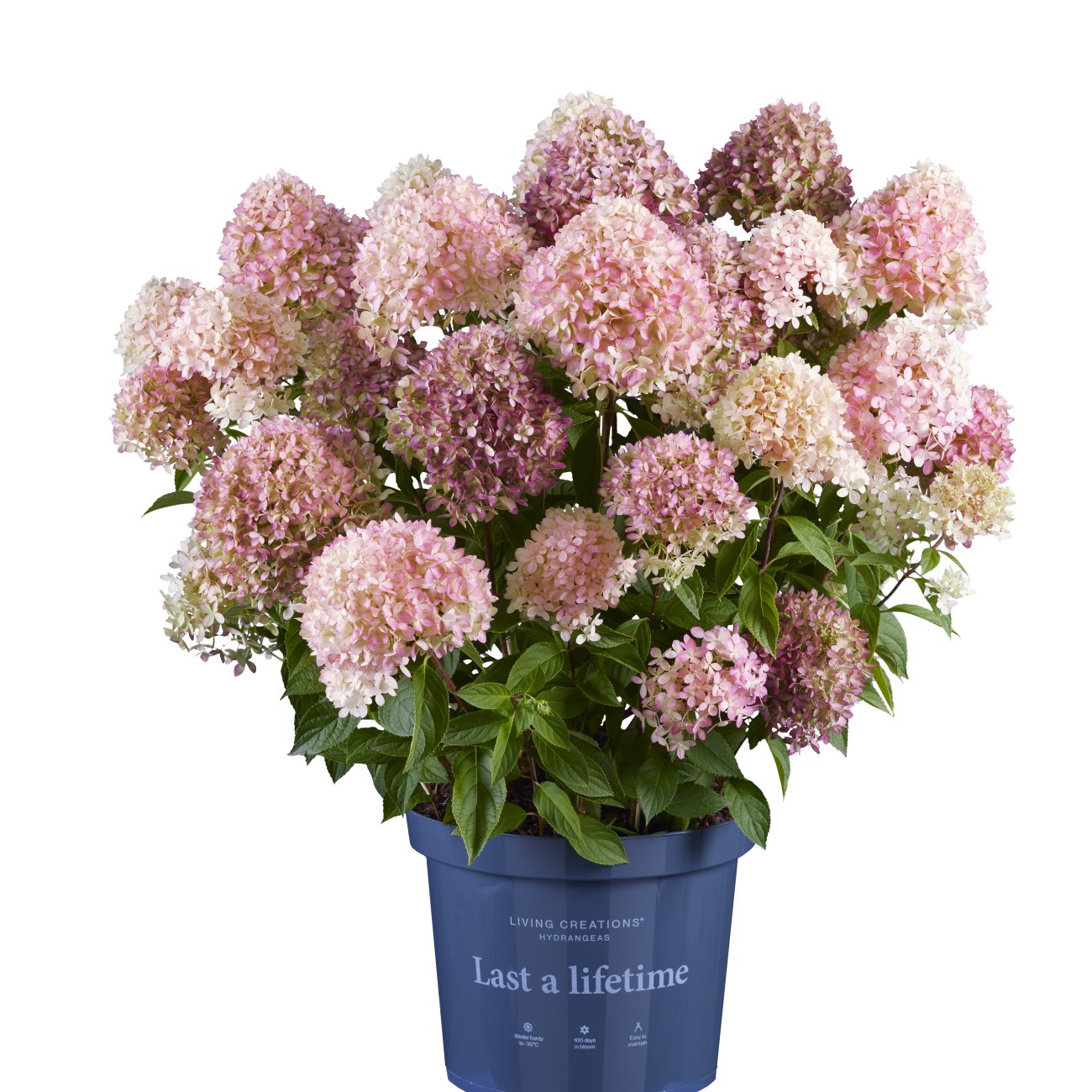 Obrázok Hortenzia metlinatá (Hydrangea paniculata) ´LIVING LITTLE LOVE´® by LIVING CREATIONS® výška 20-30 cm, kont. C1,5L